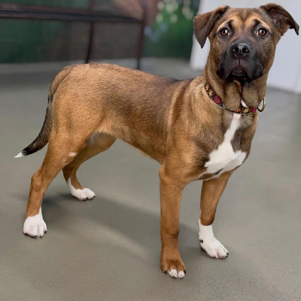 Jane, Adoptable, Puppy Female Catahoula Leopard Dog & Great Dane.