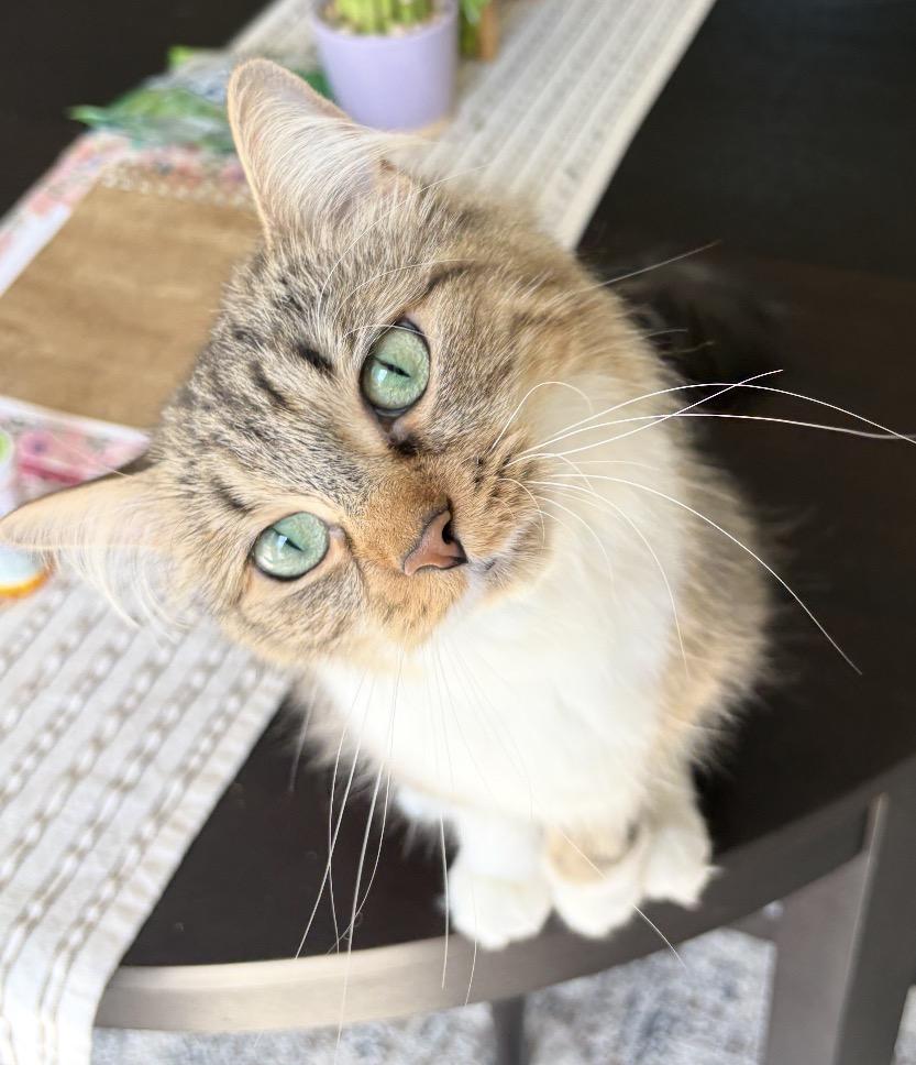 Enlarge Luna, a Adoptable Domestic Long Hair in Buffalo, NY image 1/1