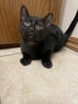 Ralph, an adoptable Domestic Short Hair in El Reno, OK, 73036 | Photo Image 1
