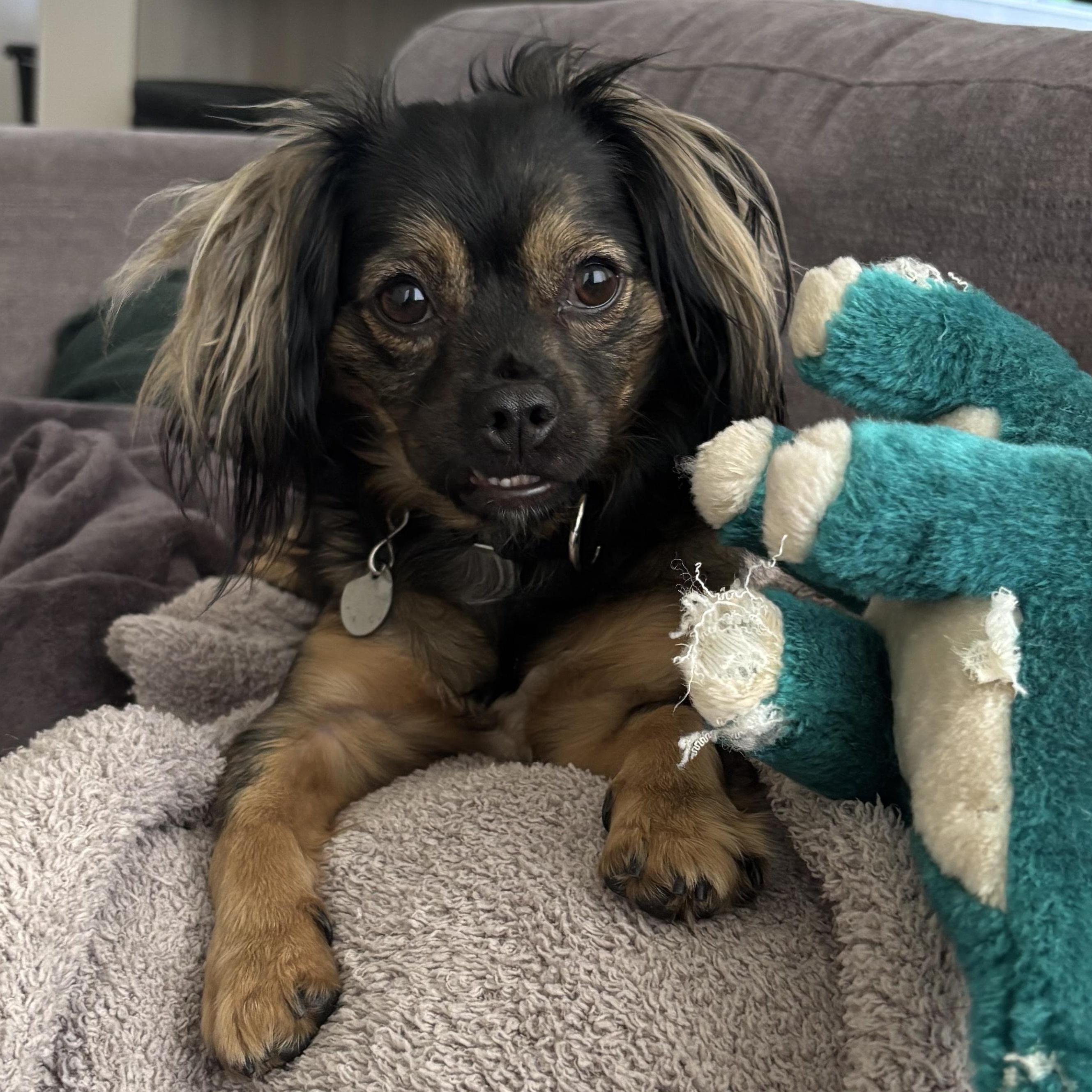 Ping, ADOPTABLE, Adult Female Mixed Breed.