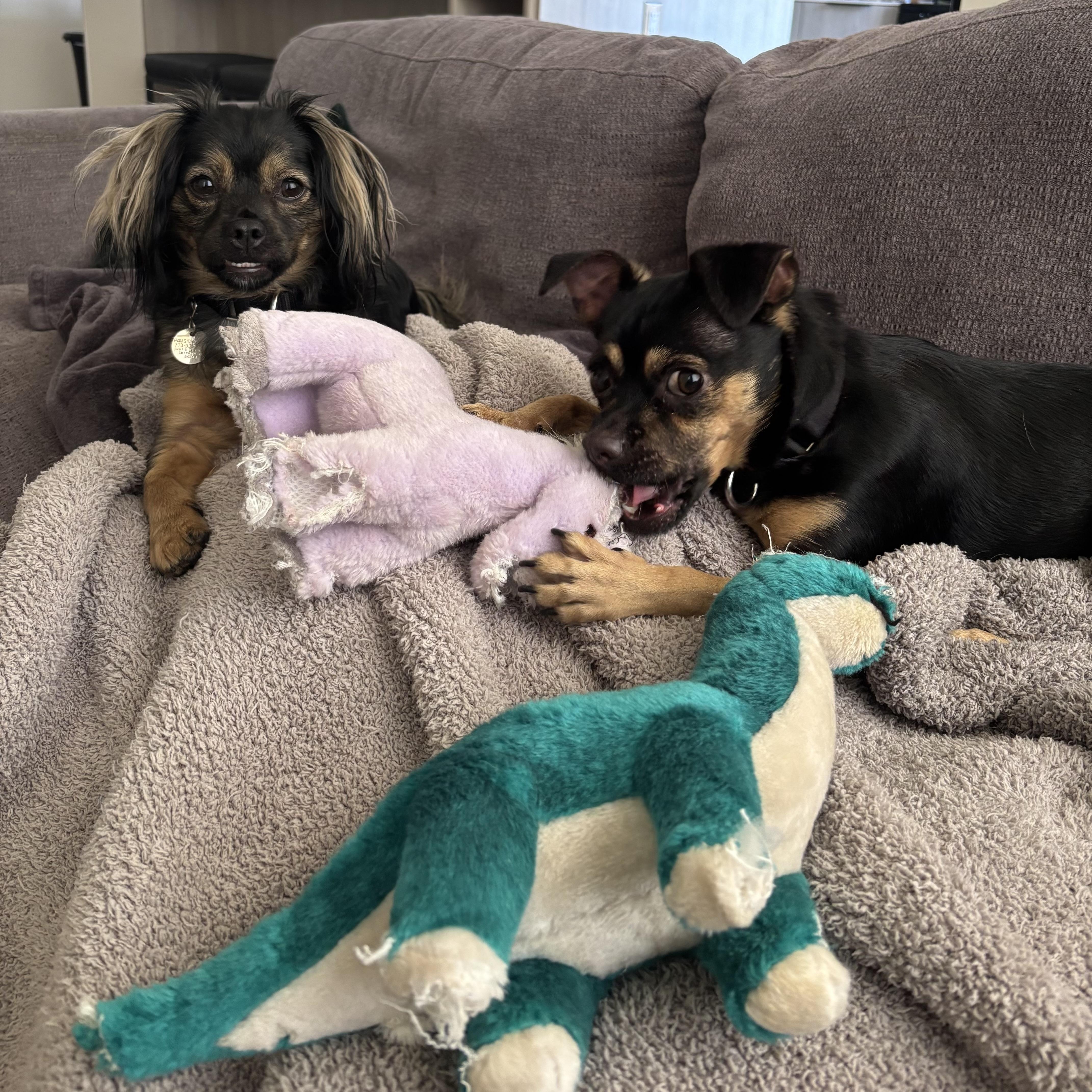 Ping, a ADOPTABLE mixed breed in Chicago, IL image 2/3