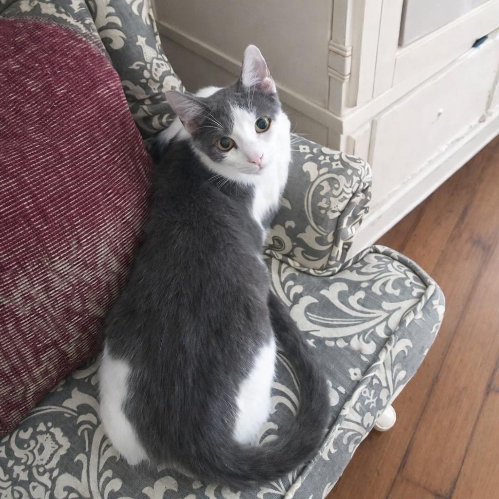 Enlarge Vinaigrette, a Adoptable Domestic Short Hair in Long Beach, CA image 1/6