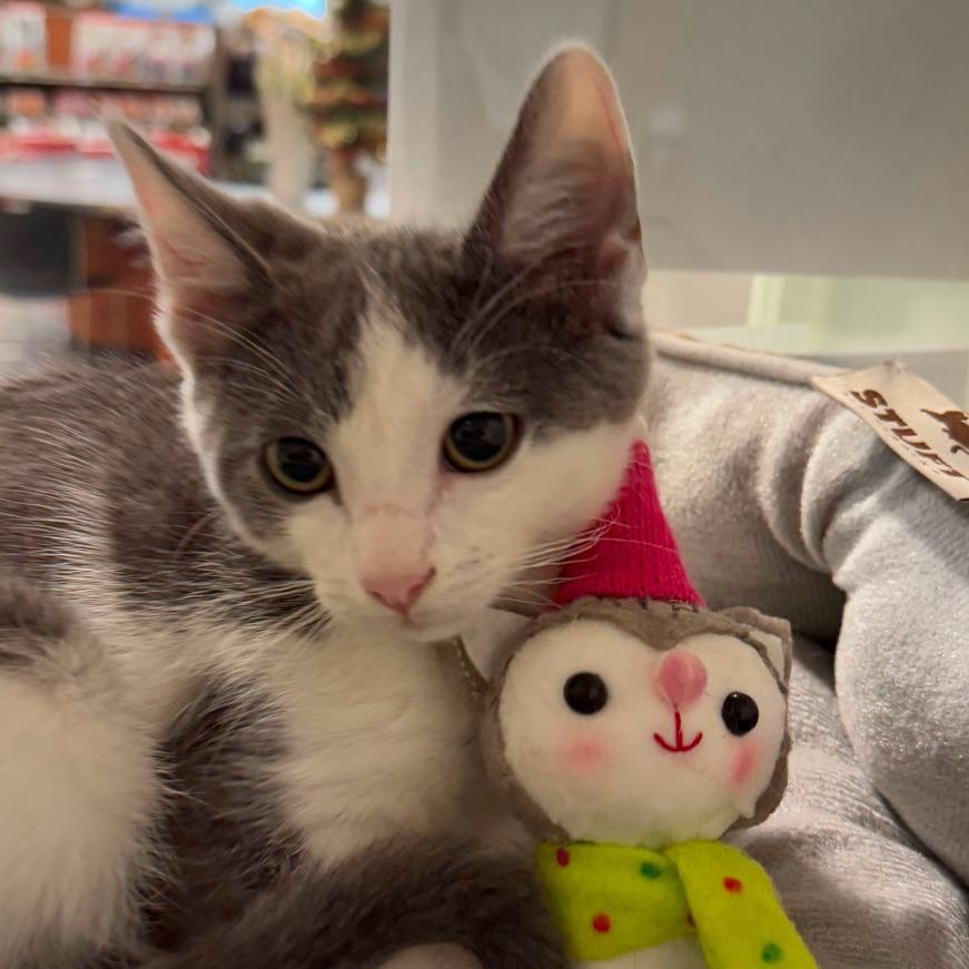 Enlarge Vinaigrette, a Adoptable Domestic Short Hair in Long Beach, CA image 2/6