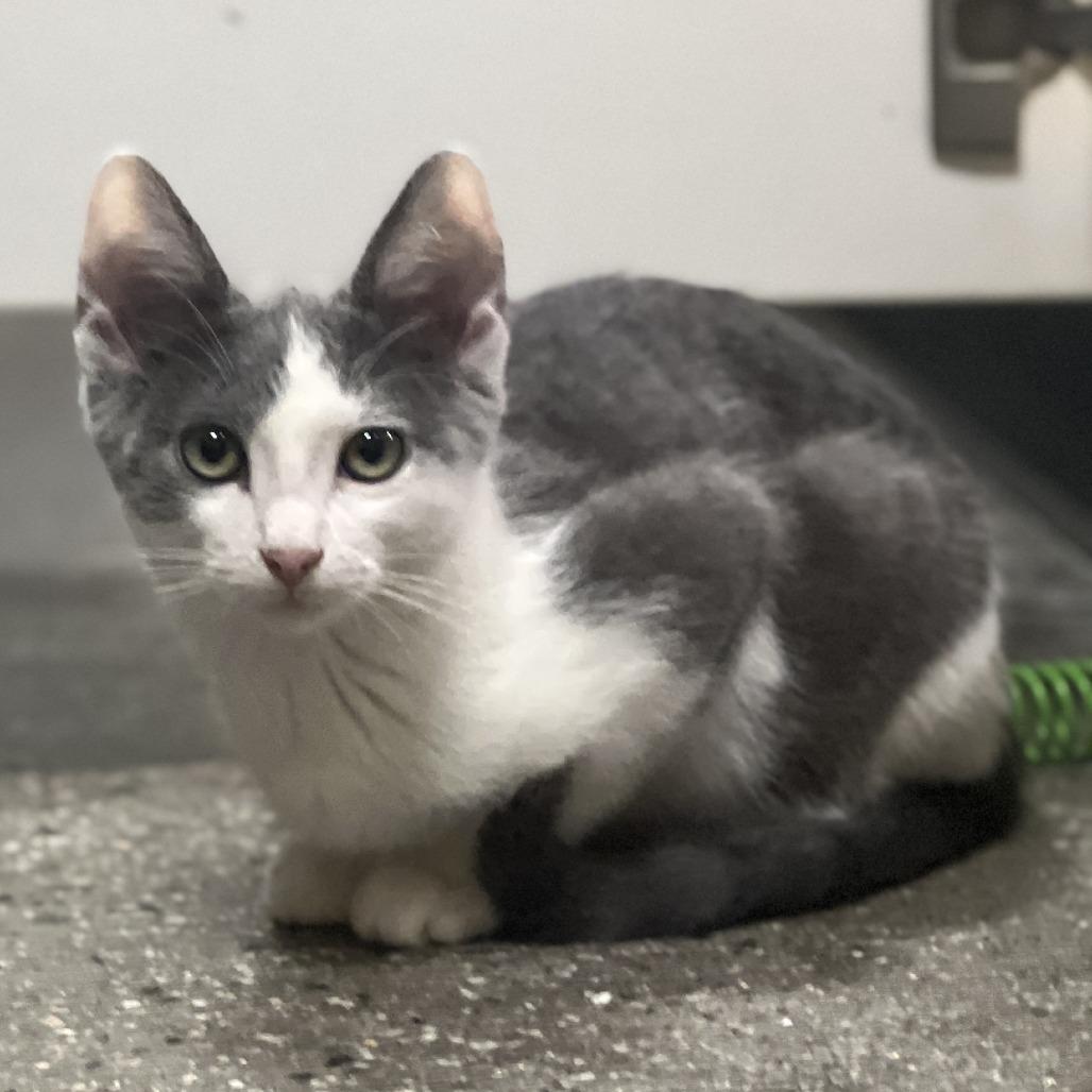 Enlarge Vinaigrette, a Adoptable Domestic Short Hair in Long Beach, CA image 3/6