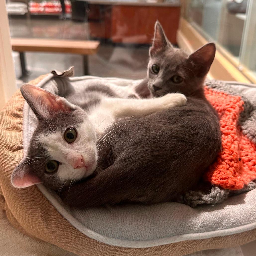 Enlarge Vinaigrette, a Adoptable Domestic Short Hair in Long Beach, CA image 4/6