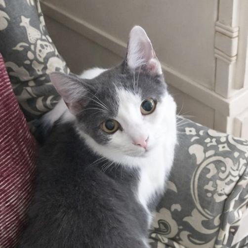 Enlarge Vinaigrette, a Adoptable Domestic Short Hair in Long Beach, CA image 4/6