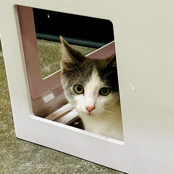 Enlarge Vinaigrette, a Adoptable Domestic Short Hair in Long Beach, CA image 6/6