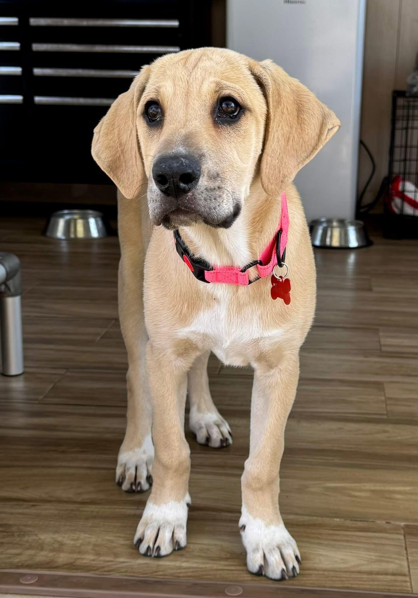 Enlarge Angelina, a ADOPTABLE mixed breed in Southlake, TX image 6/6