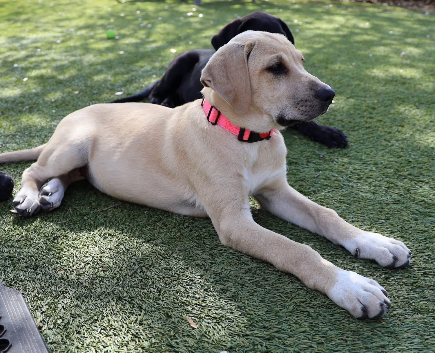 Enlarge Angelina, a ADOPTABLE mixed breed in Southlake, TX image 4/6