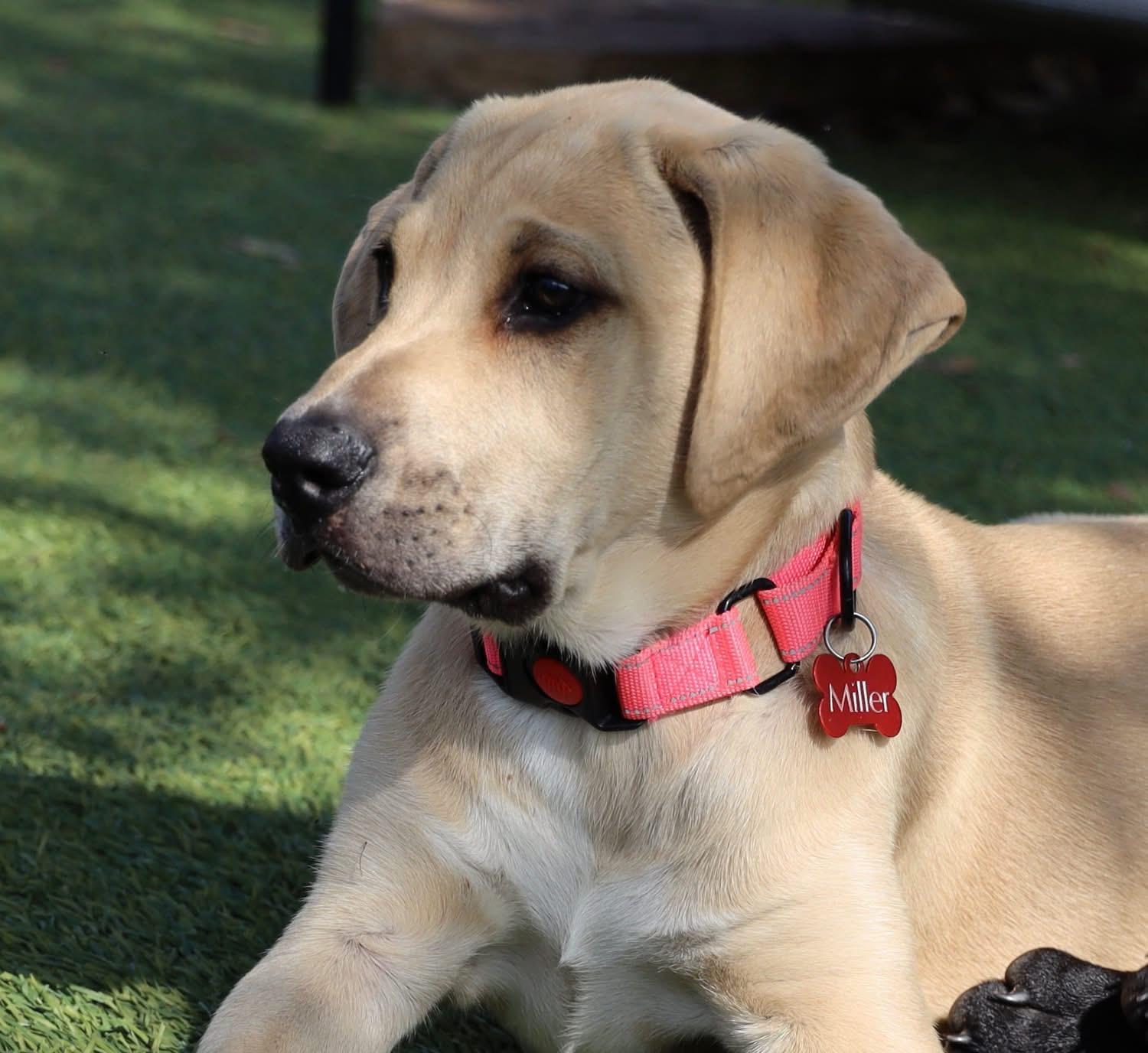 Enlarge Angelina, a ADOPTABLE mixed breed in Southlake, TX image 3/6