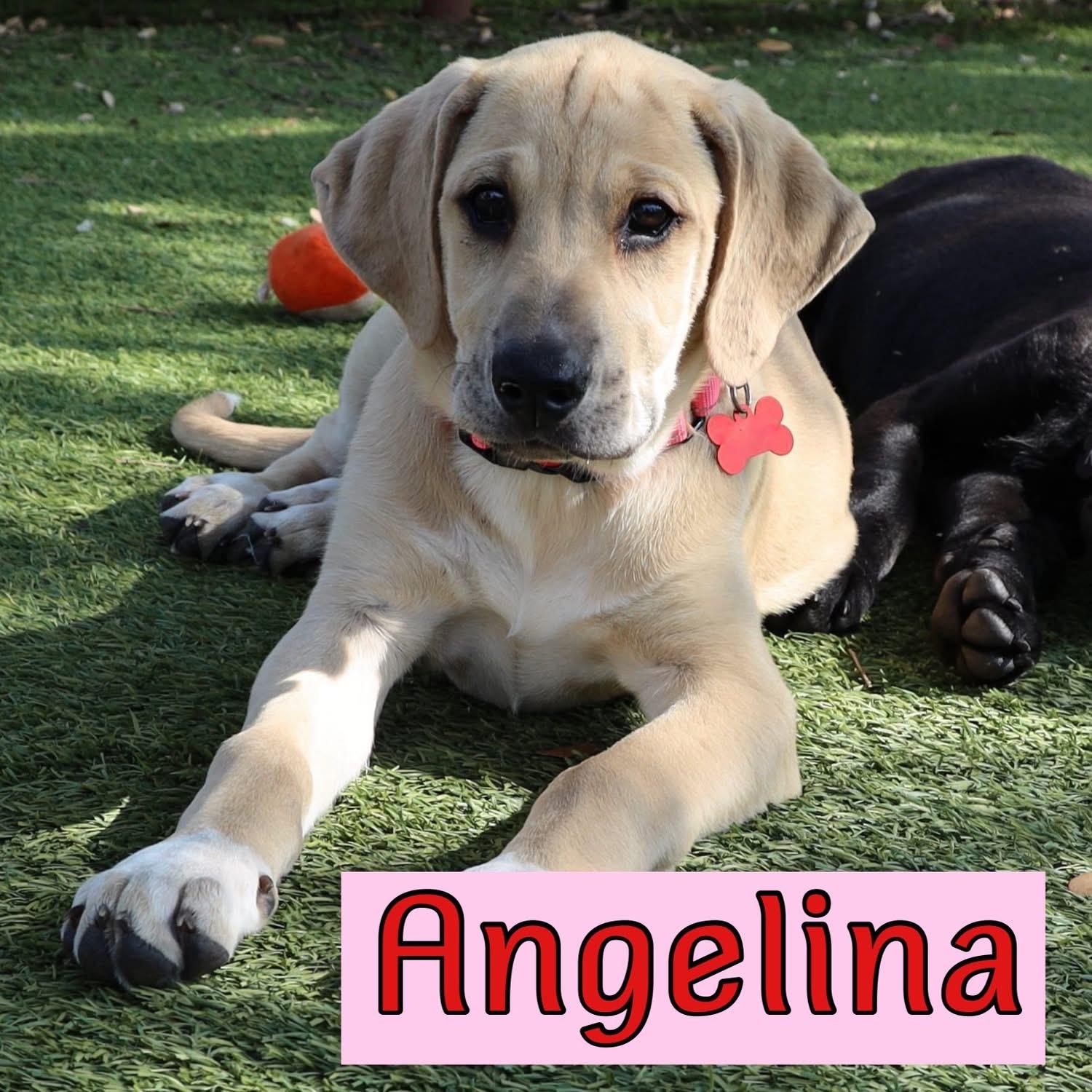 Enlarge Angelina, a ADOPTABLE mixed breed in Southlake, TX image 1/6