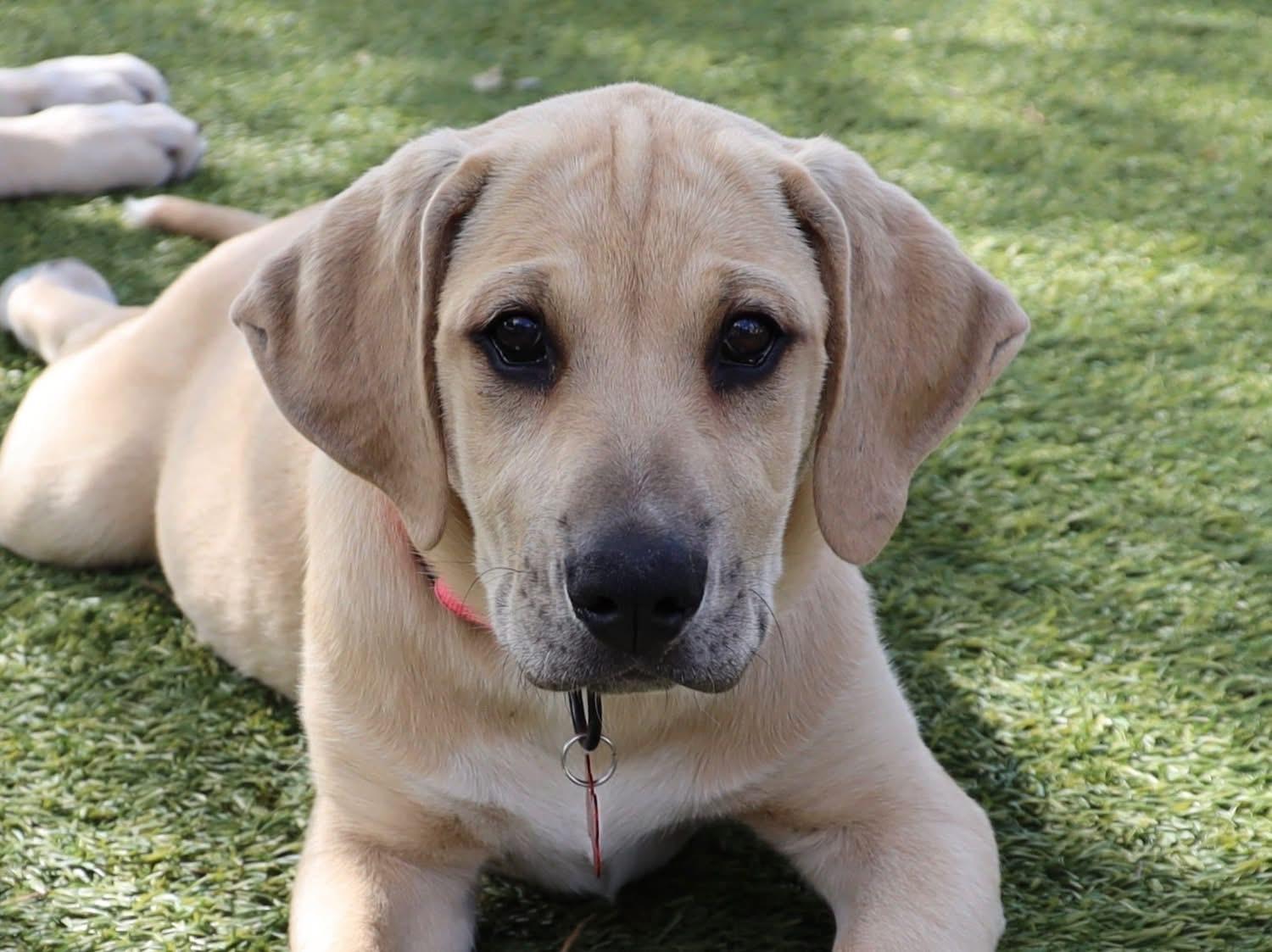 Enlarge Angelina, a ADOPTABLE mixed breed in Southlake, TX image 2/6