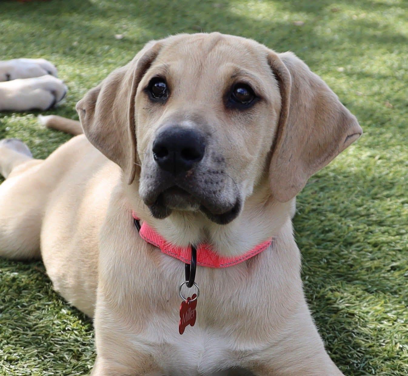 Enlarge Angelina, a ADOPTABLE mixed breed in Southlake, TX image 5/6