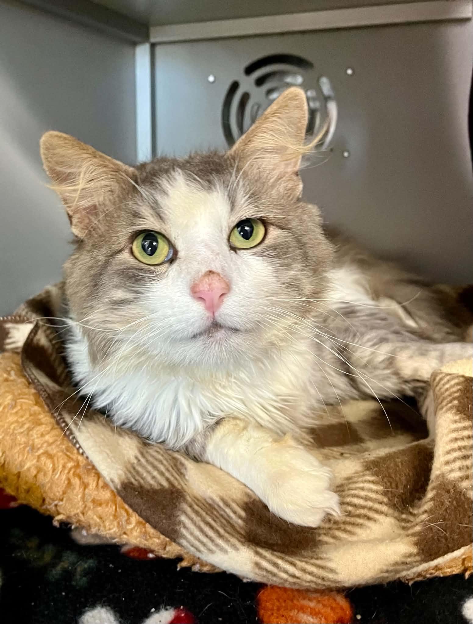 Durian, Adoptable, Adult Male Domestic Short Hair.
