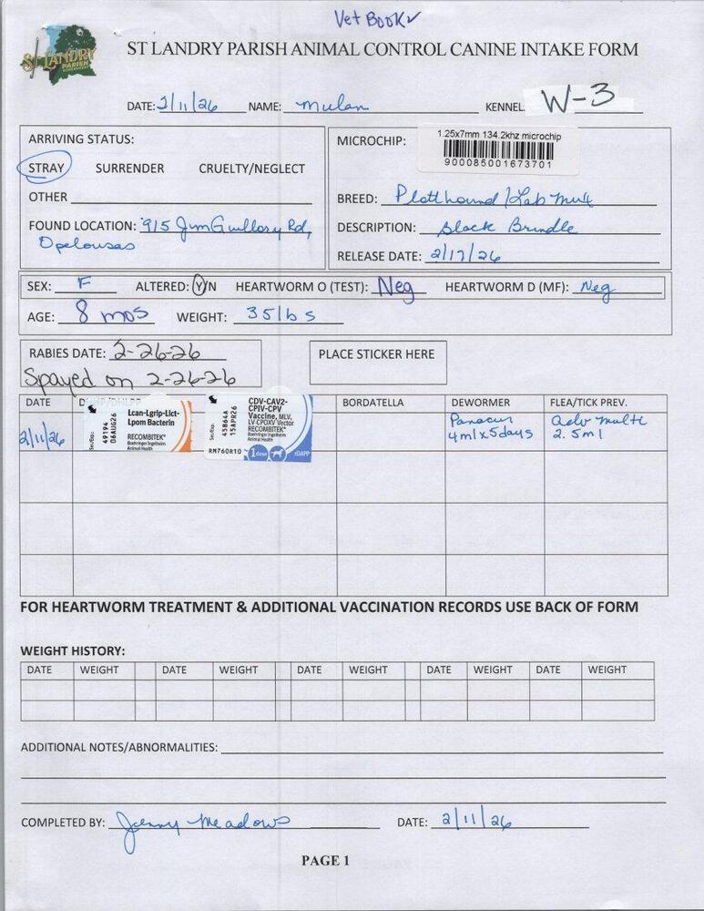 Enlarge Mulan, a Adoptable mixed breed in Opelousas, LA image 1/3