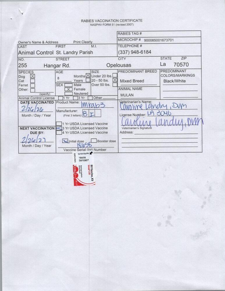 Mulan, Adoptable, Puppy Female Plott Hound & Labrador Retriever.