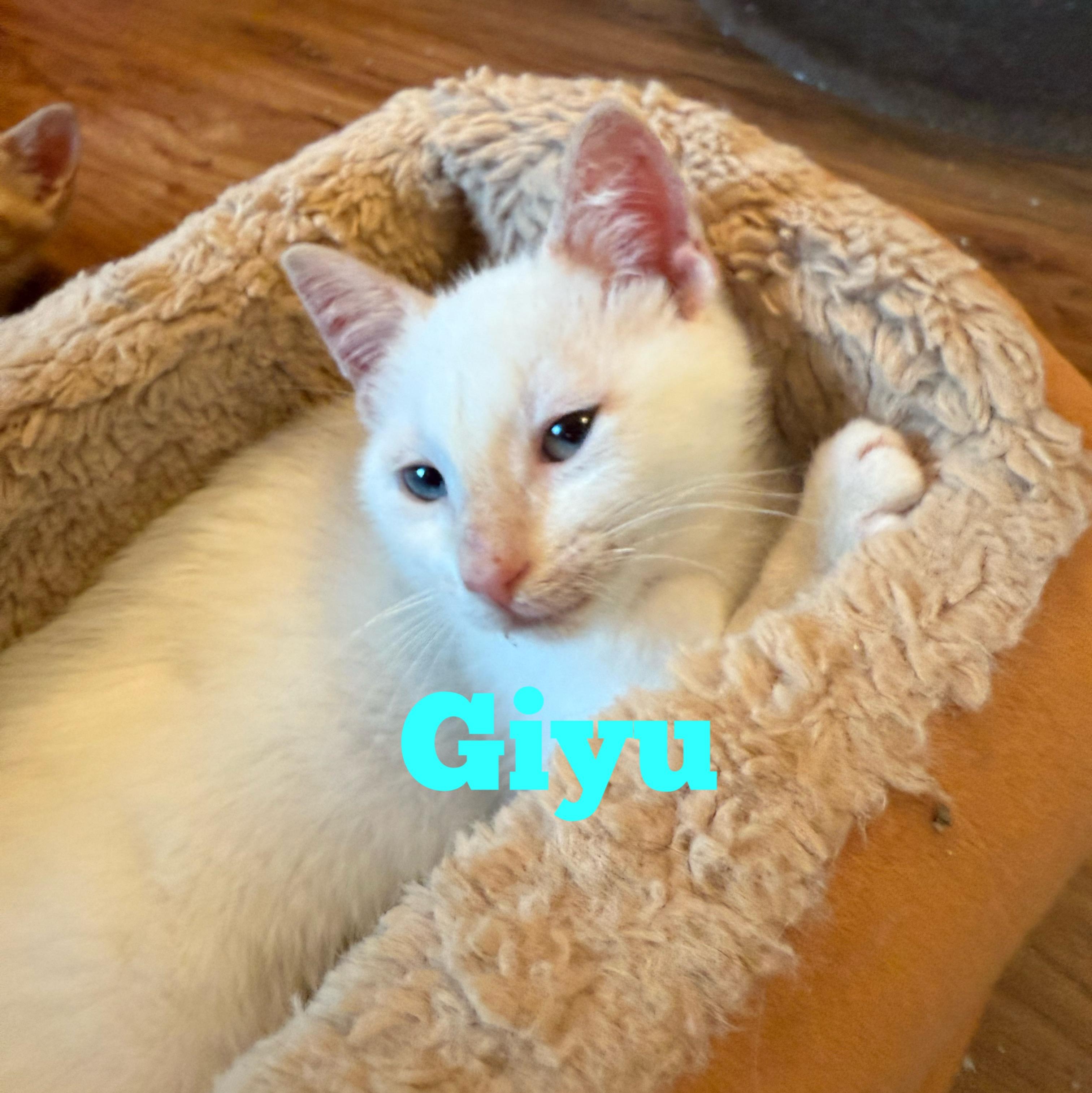 Giyu & Rengoku