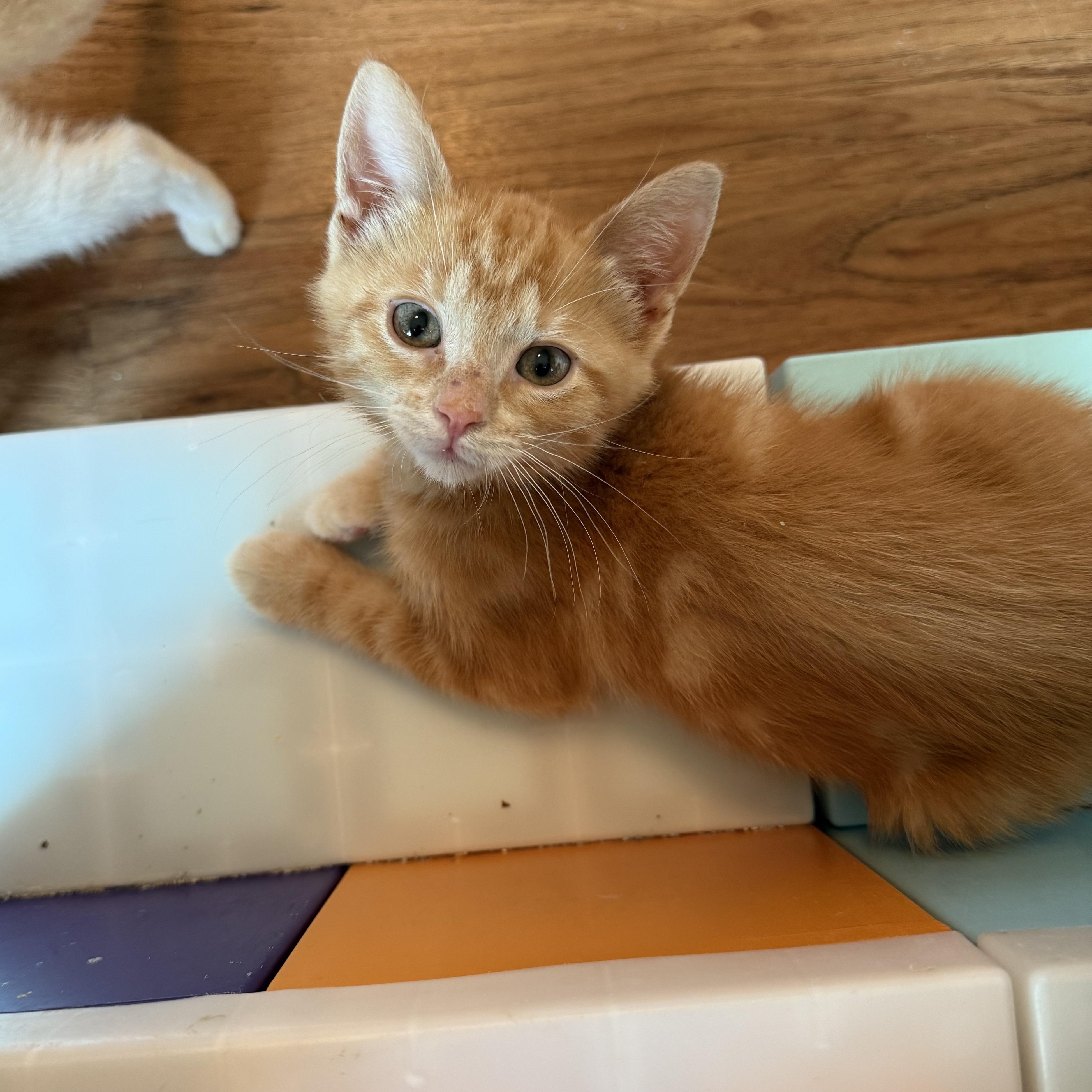 Giyu & Rengoku