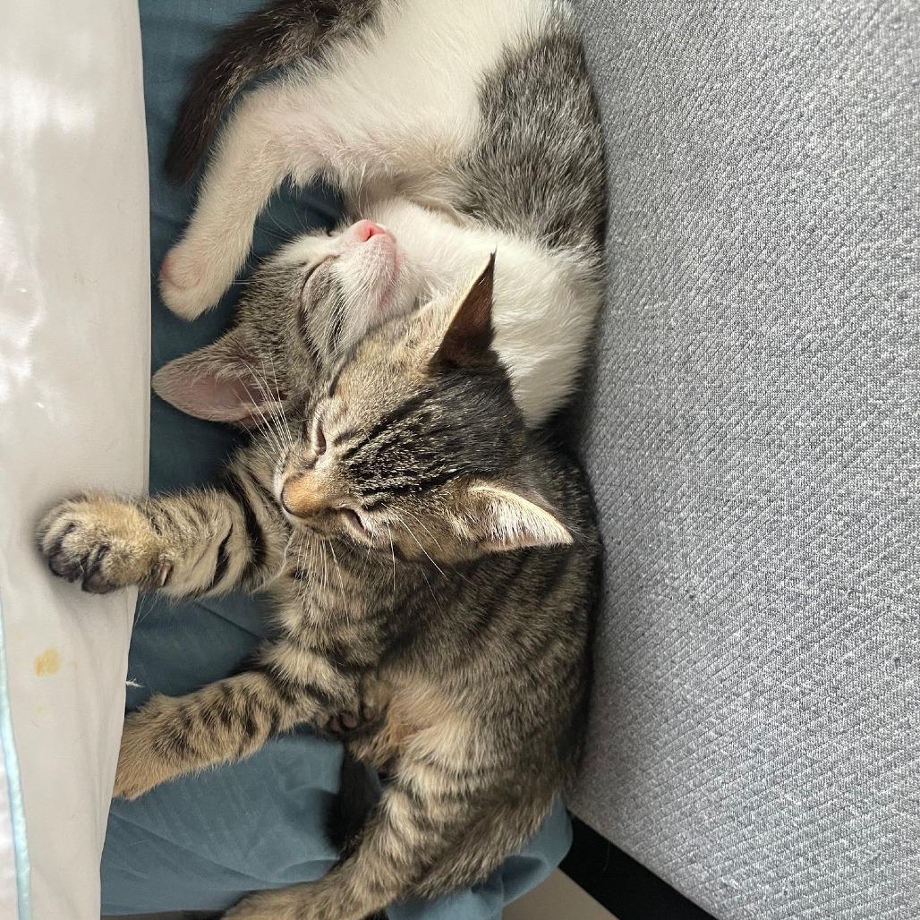 Luna — thumbnail 2