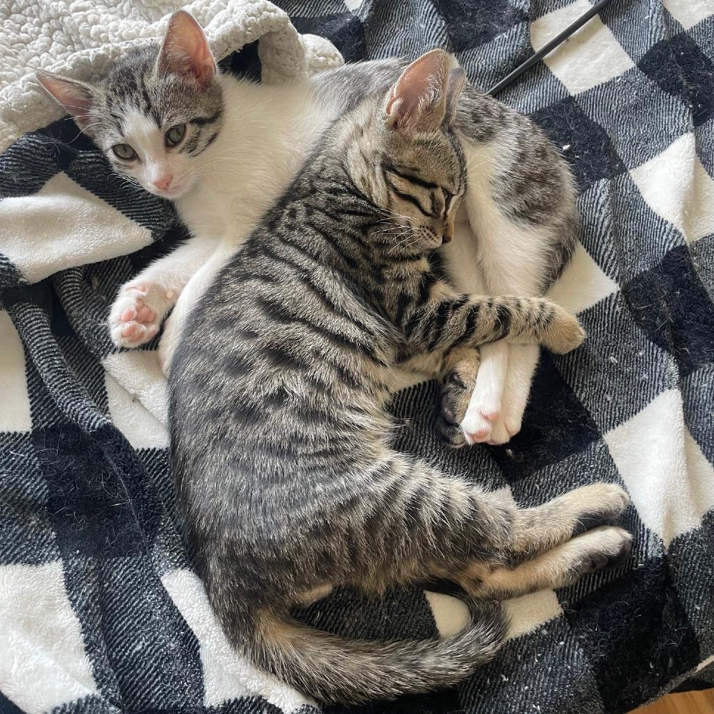 Luna — thumbnail 3