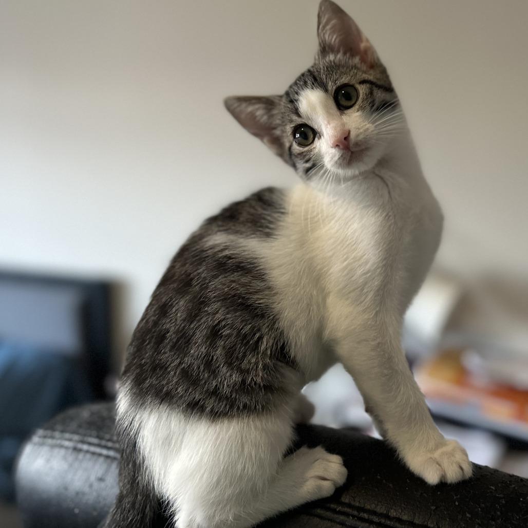 Luna — thumbnail 4