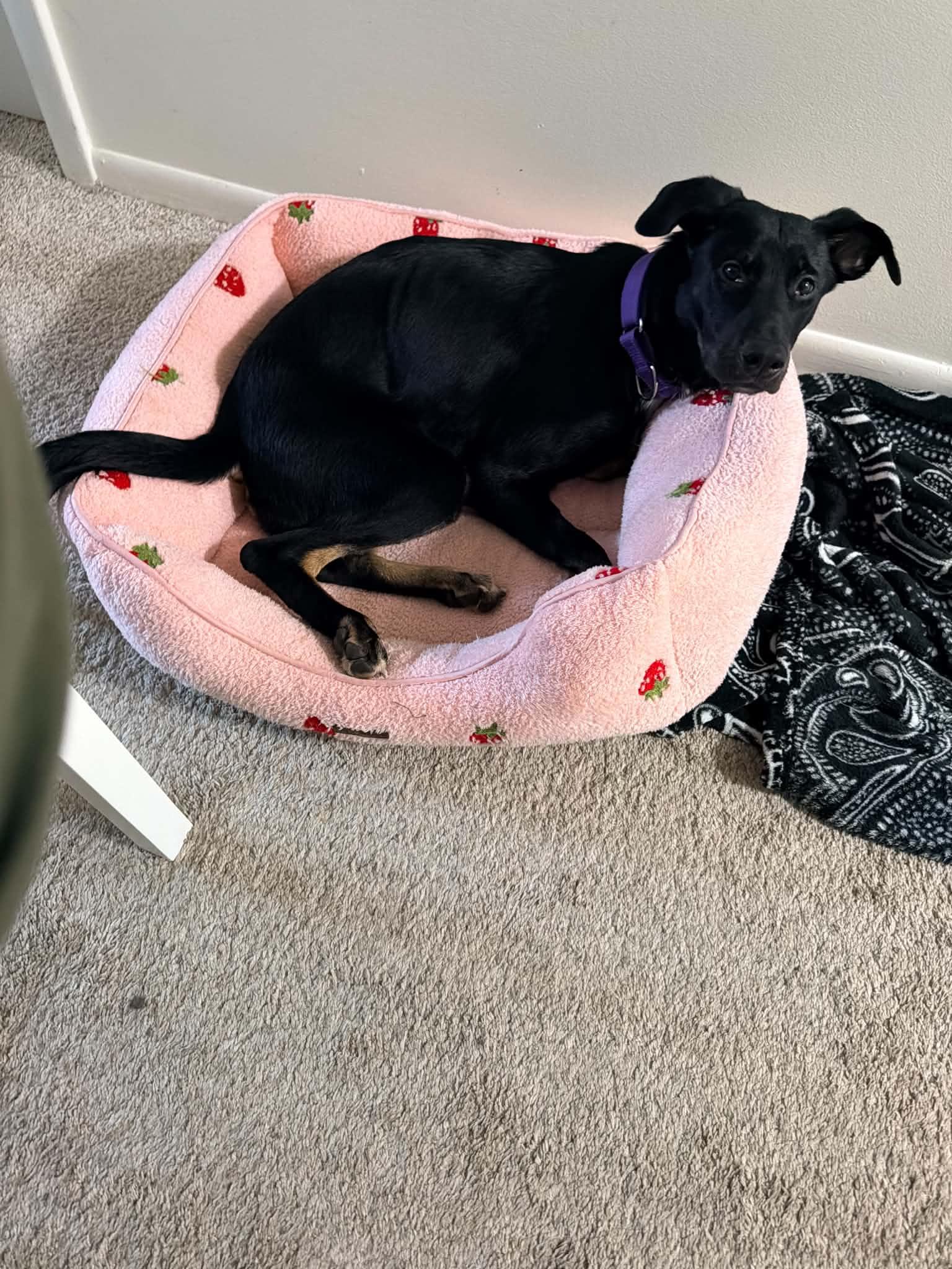 Enlarge Willow, a Adoptable mixed breed in Grand Rapids, MI image 4/4