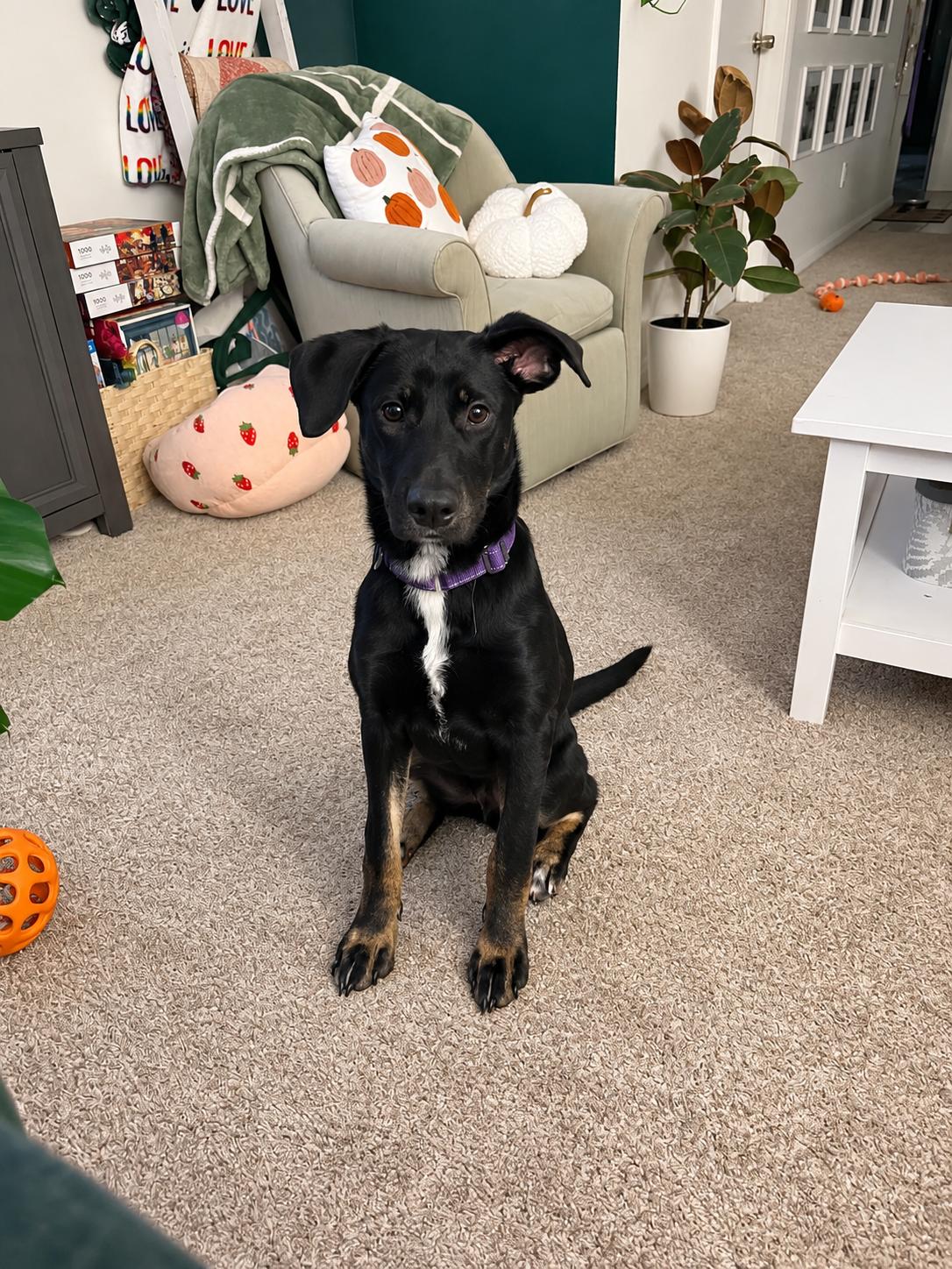 Enlarge Willow, a Adoptable mixed breed in Grand Rapids, MI image 1/4
