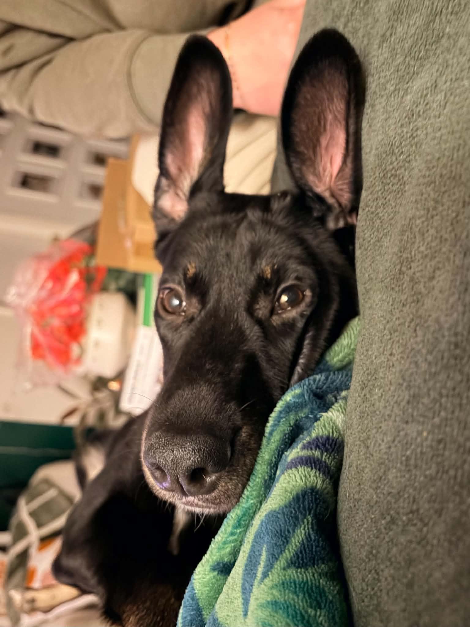 Enlarge Willow, a Adoptable mixed breed in Grand Rapids, MI image 3/4
