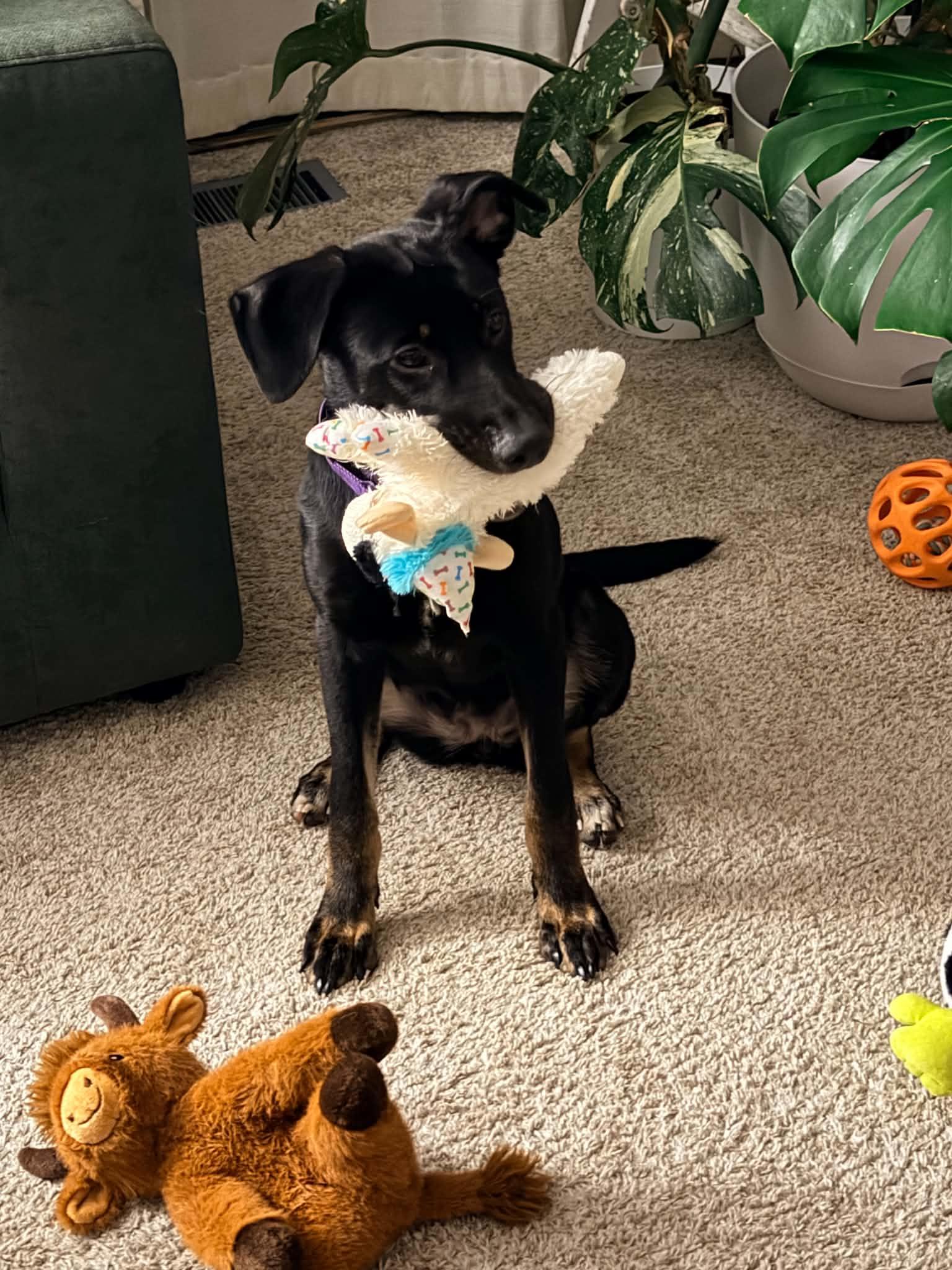 Enlarge Willow, a Adoptable mixed breed in Grand Rapids, MI image 2/4