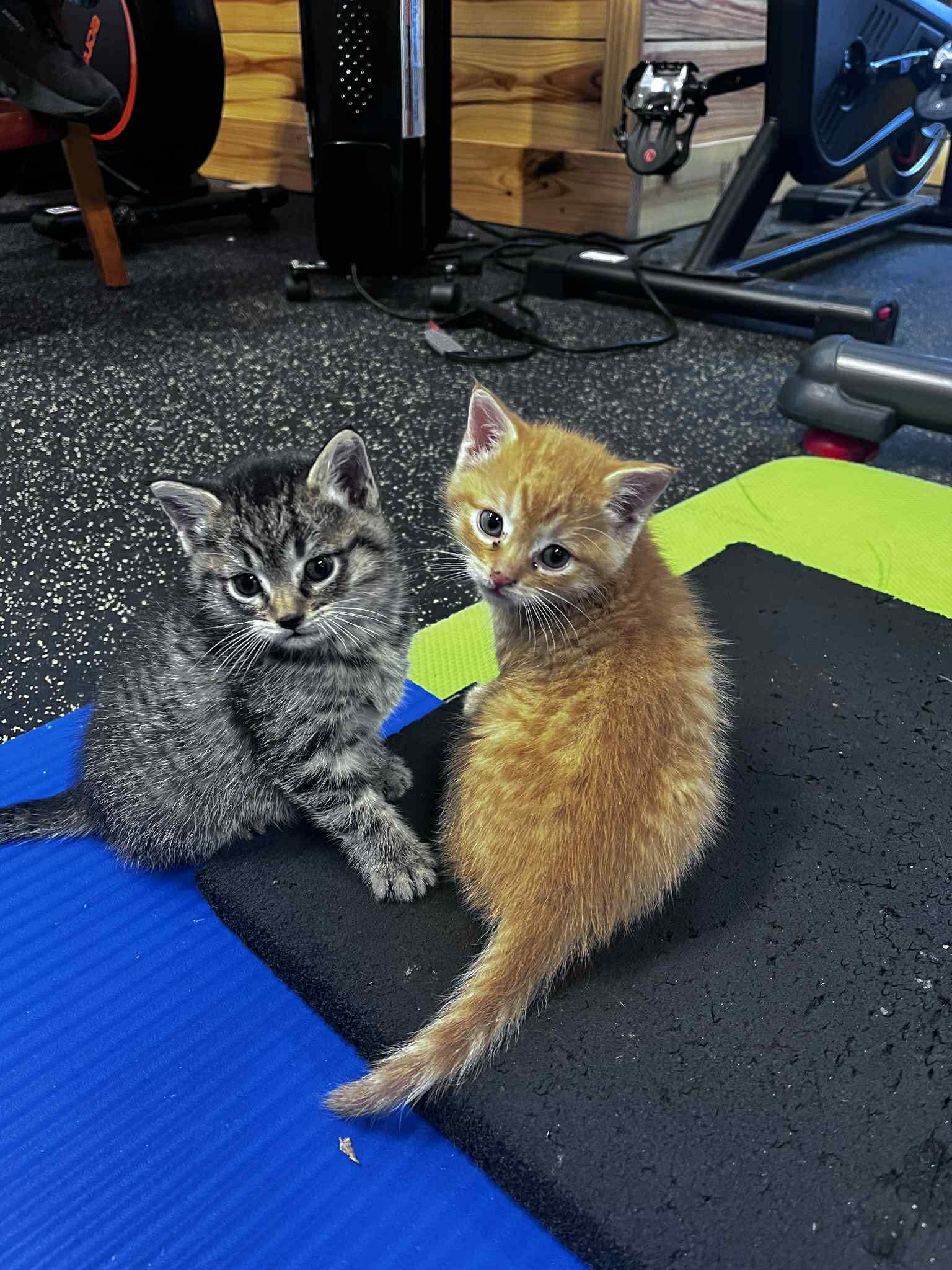 Enlarge Benedict, an adopted Domestic Short Hair in LITTLE MOUNTAIN, SC image 1/4
