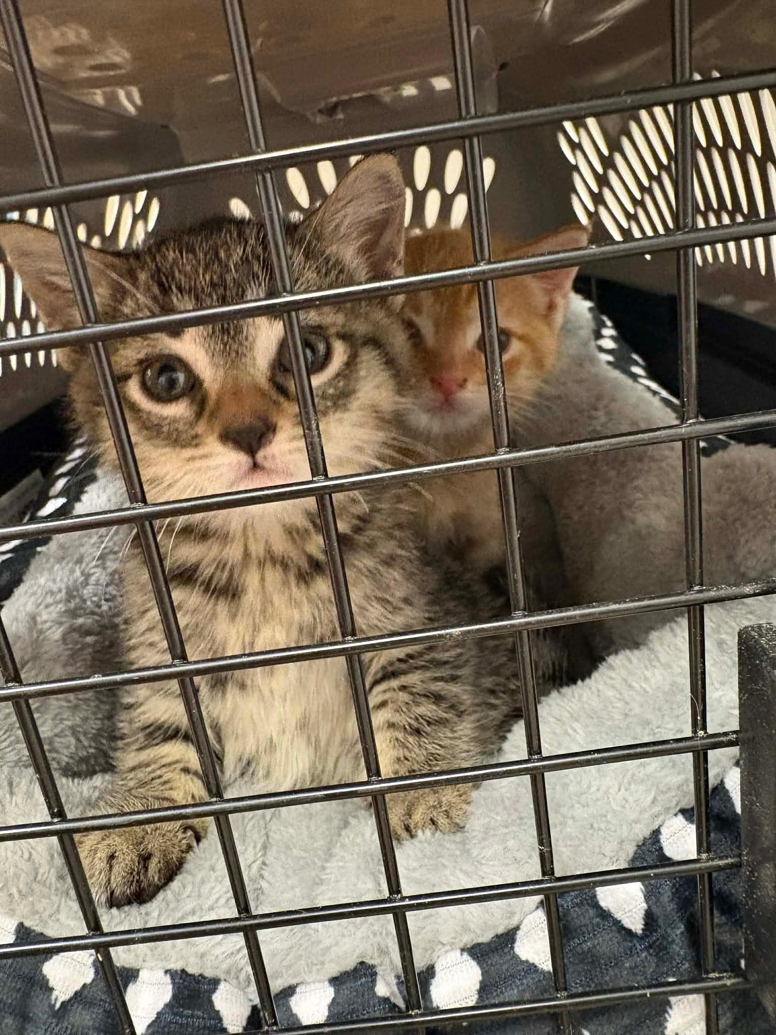 Enlarge Benedict, an adopted Domestic Short Hair in LITTLE MOUNTAIN, SC image 3/4