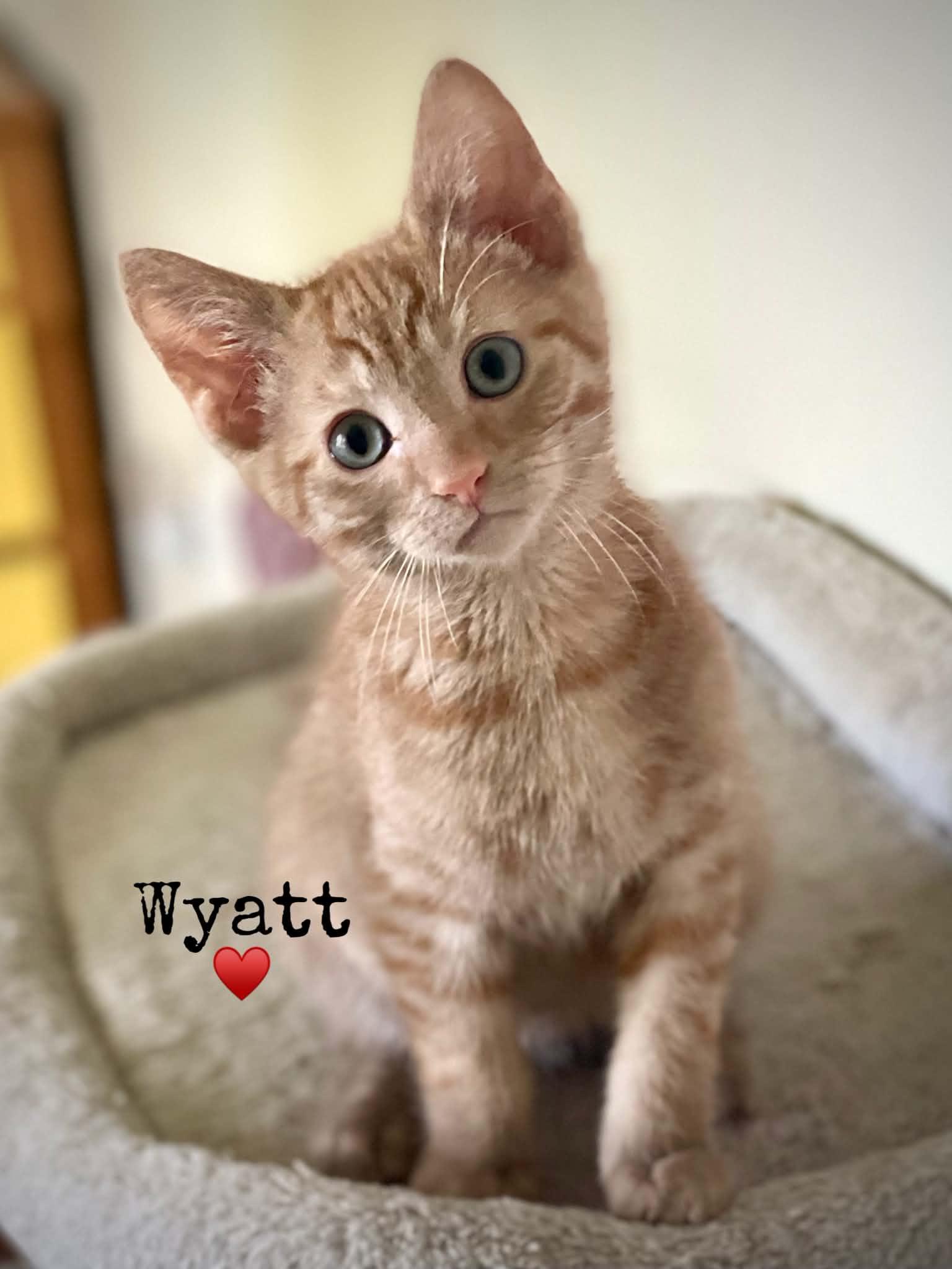 Wyatt, Adoptable, Kitten Male Domestic Short Hair.