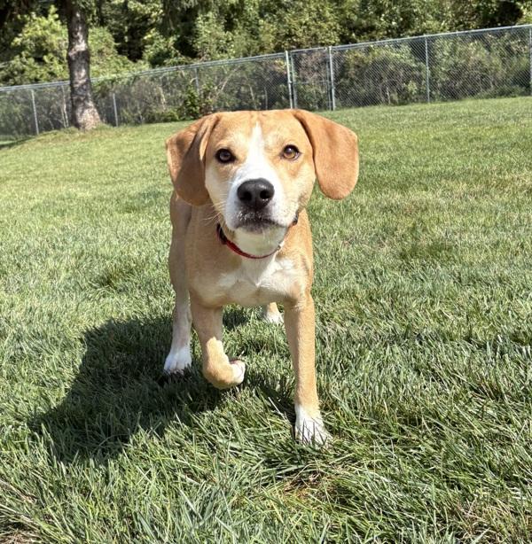 Enlarge Tank, a Adoptable mixed breed in Sioux City, IA image 1/1