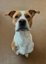 Enlarge Buddy Ray, a ADOPTABLE mixed breed in Winfield, KS image 1/1