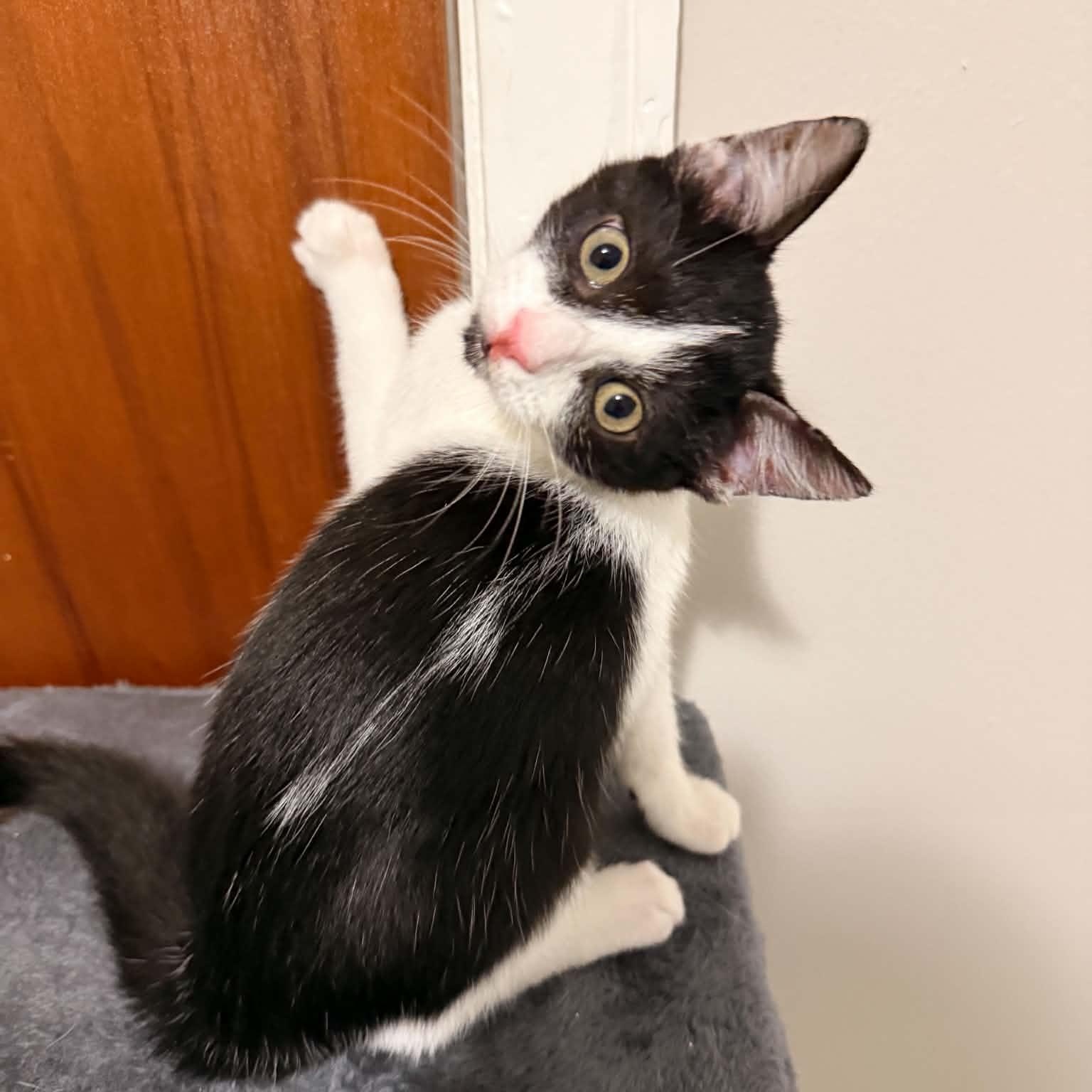 Noseferatu photo