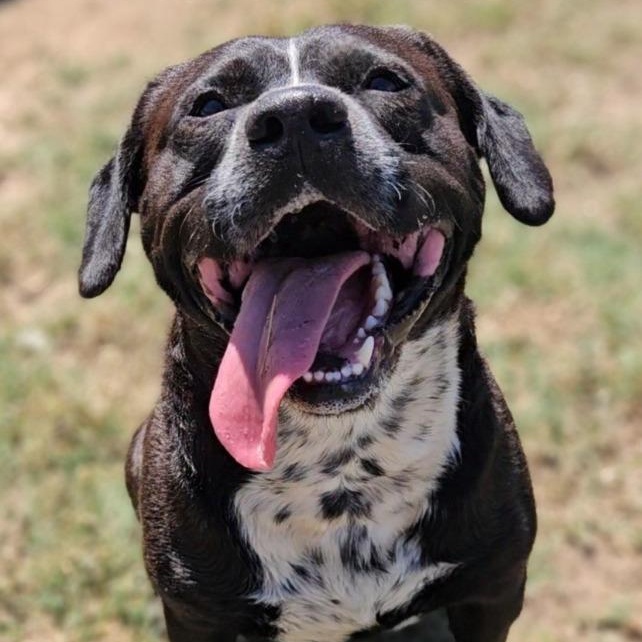 Porkchop, ADOPTABLE, Young Male Mixed Breed.