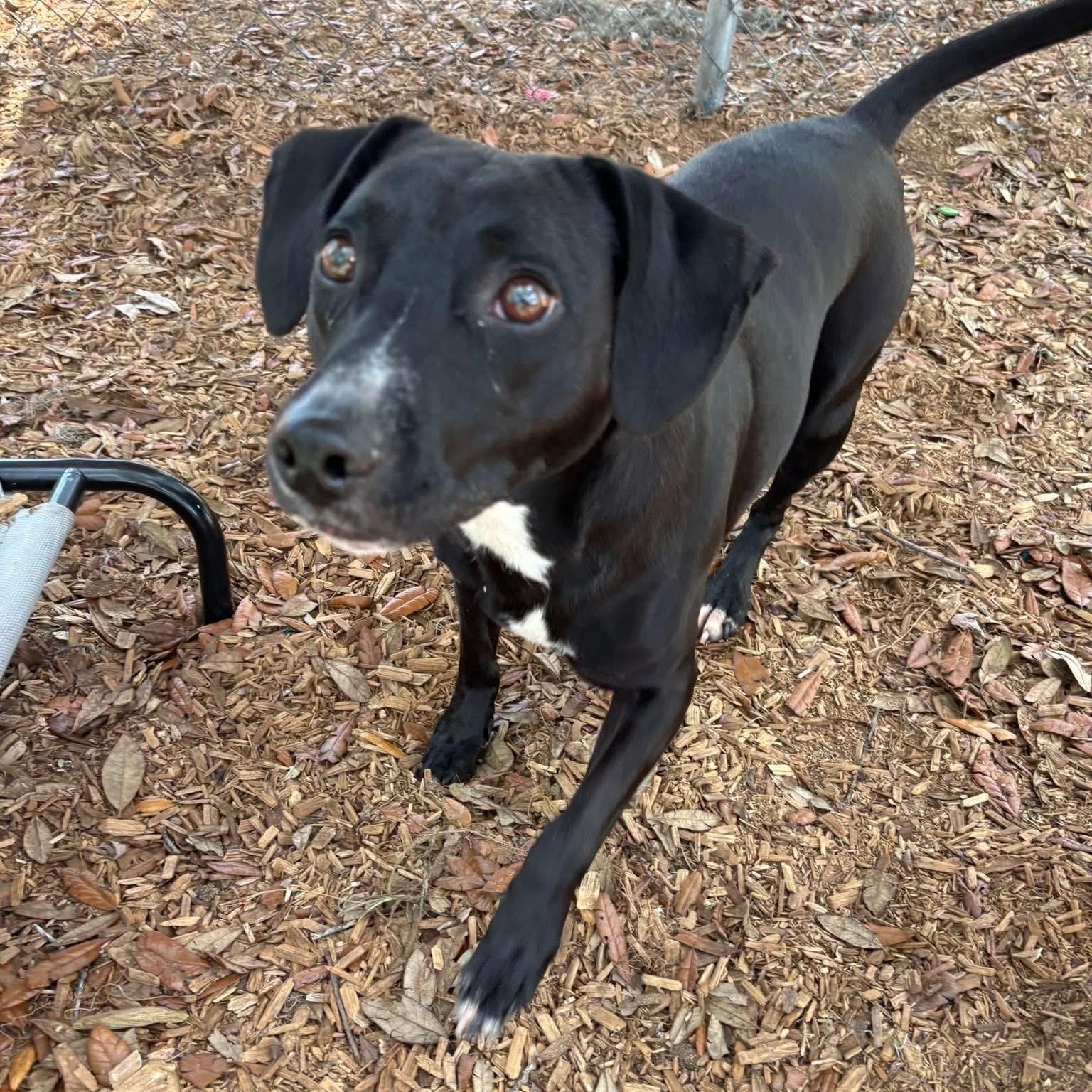 Enlarge Millie, a ADOPTABLE mixed breed in St. Augustine, FL image 1/1