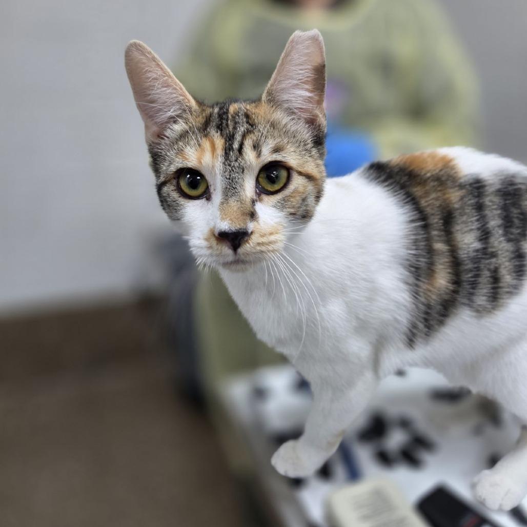 Lights, Adoptable, Young Female Domestic Short Hair.