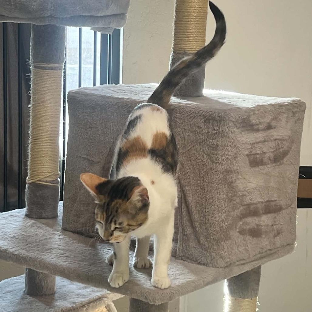Enlarge Lights, a Adoptable Domestic Short Hair in Incline Village, NV image 2/6