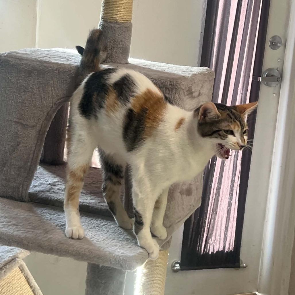 Enlarge Lights, a Adoptable Domestic Short Hair in Incline Village, NV image 5/6