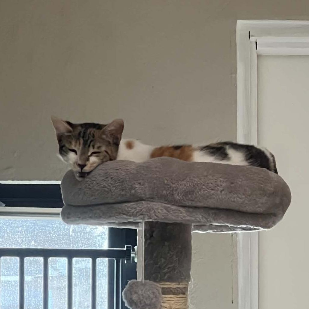 Enlarge Lights, a Adoptable Domestic Short Hair in Incline Village, NV image 6/6