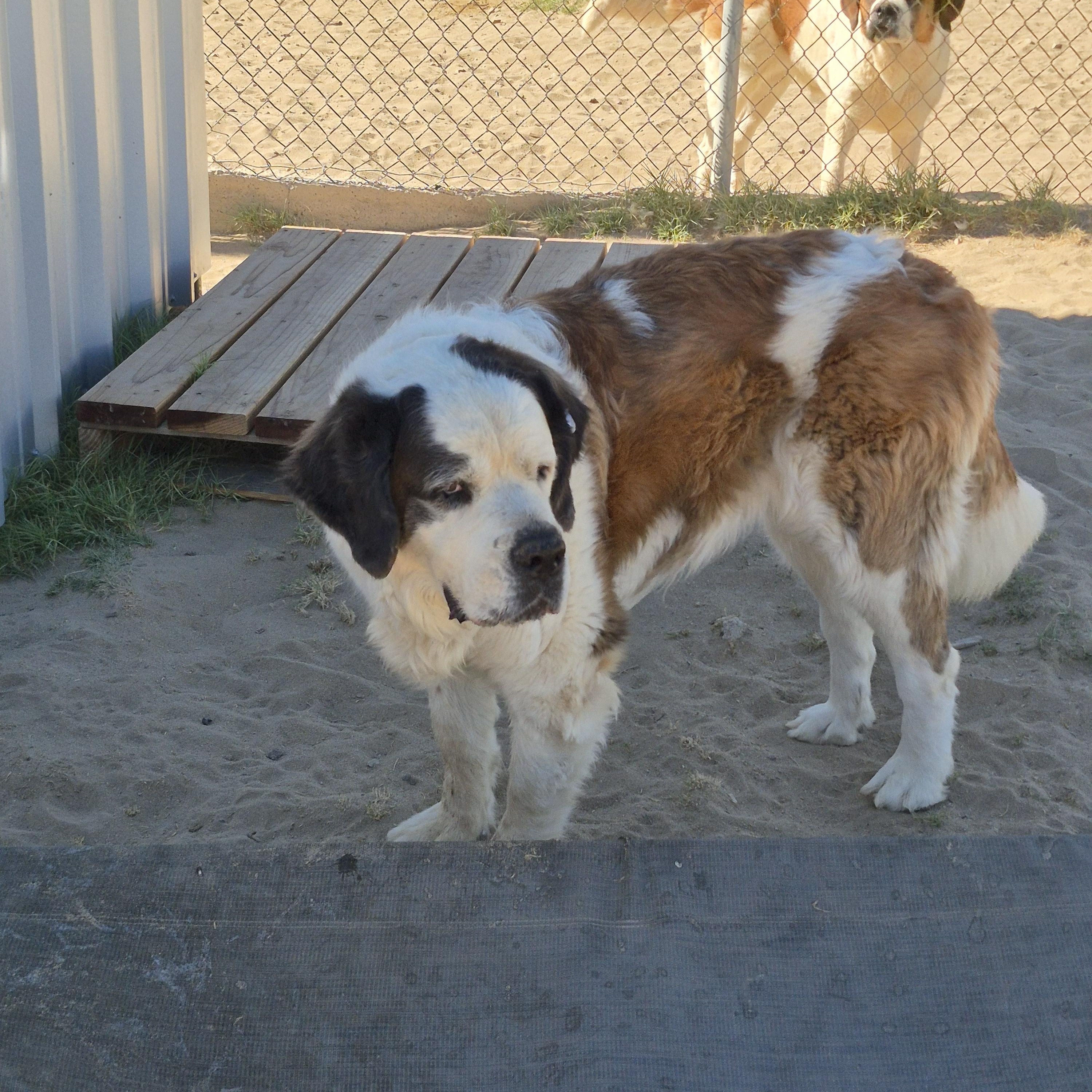 Enlarge NANI, a ADOPTABLE Saint Bernard in Sparks, NV image 2/3