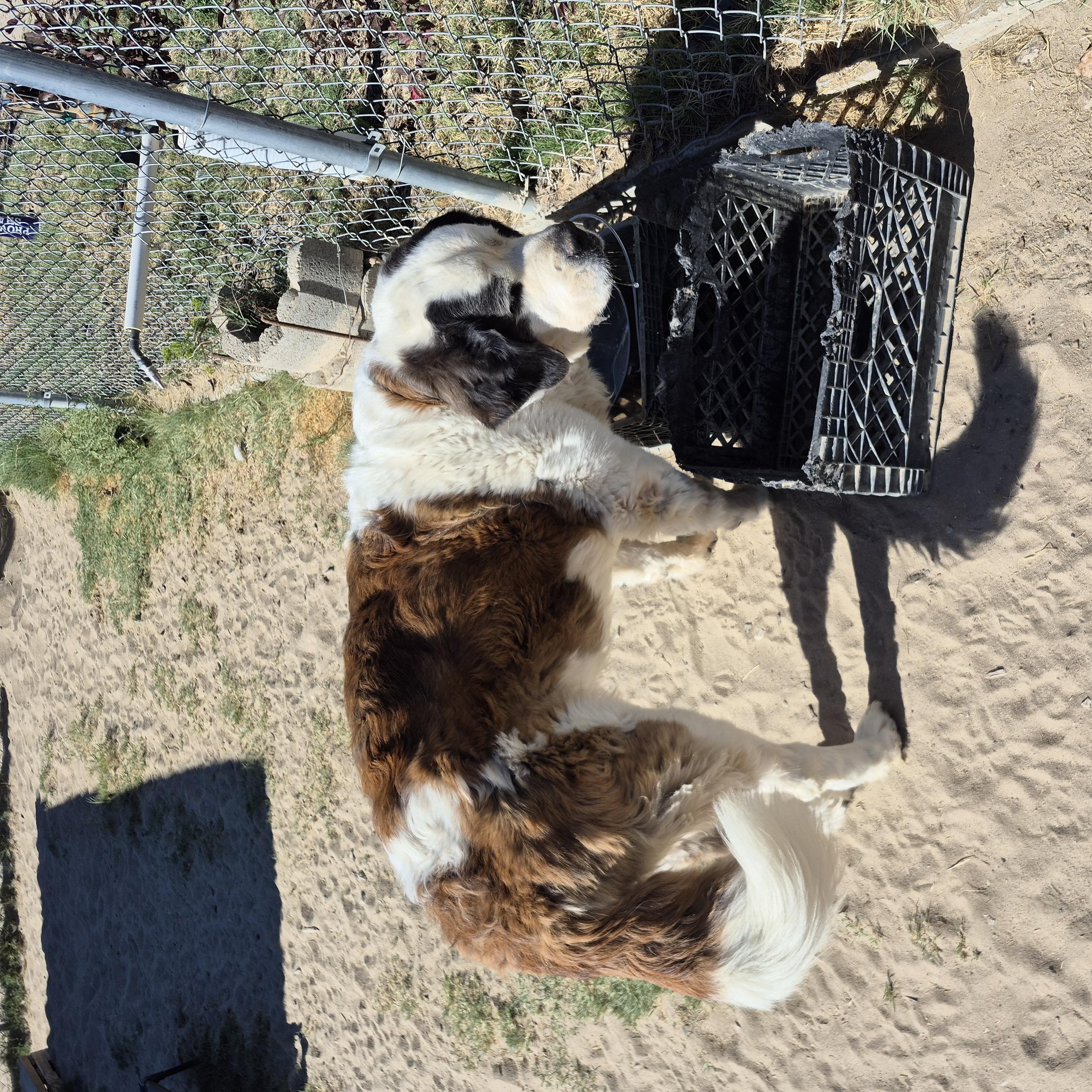 Enlarge NANI, a ADOPTABLE Saint Bernard in Sparks, NV image 3/3