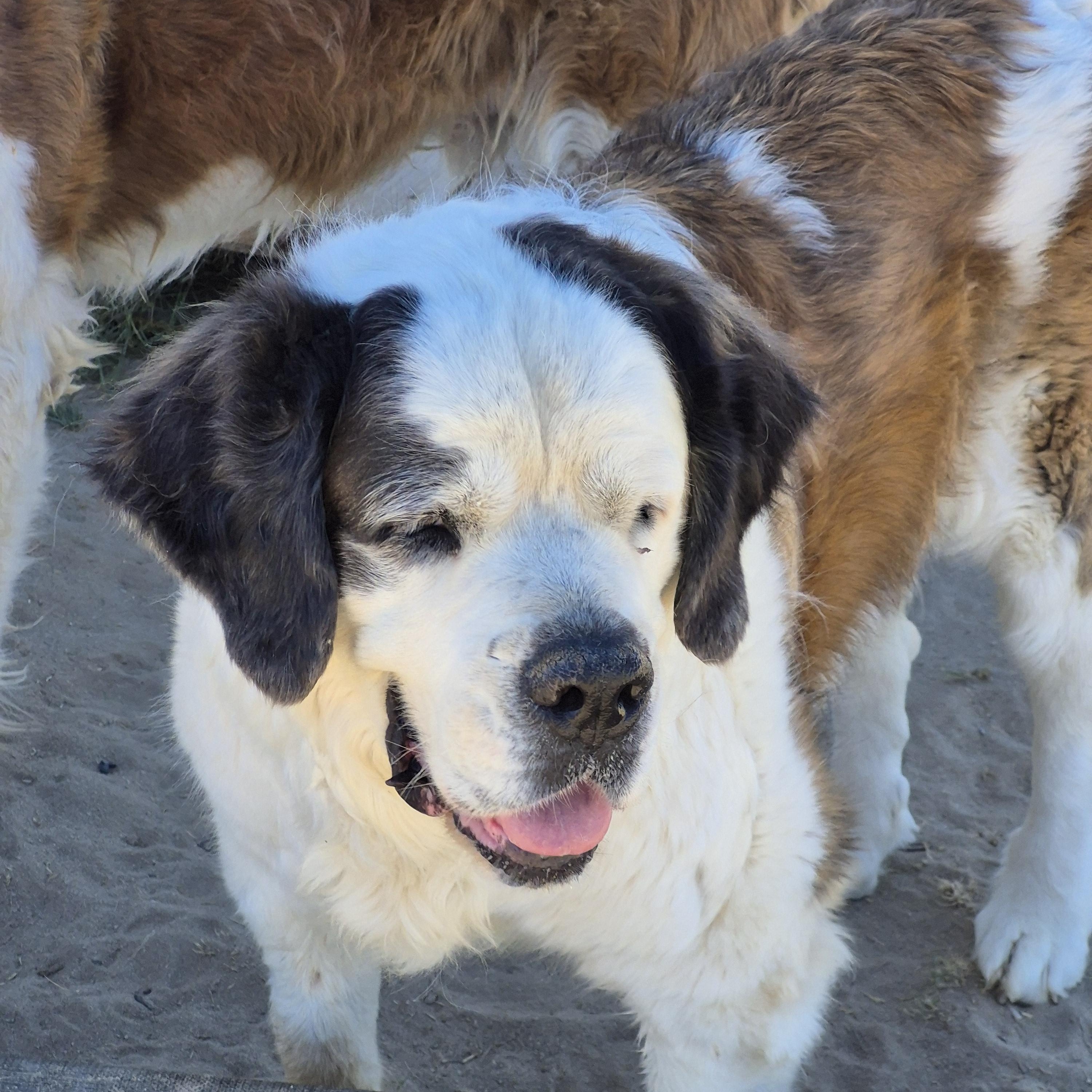 Enlarge NANI, a ADOPTABLE Saint Bernard in Sparks, NV image 1/3