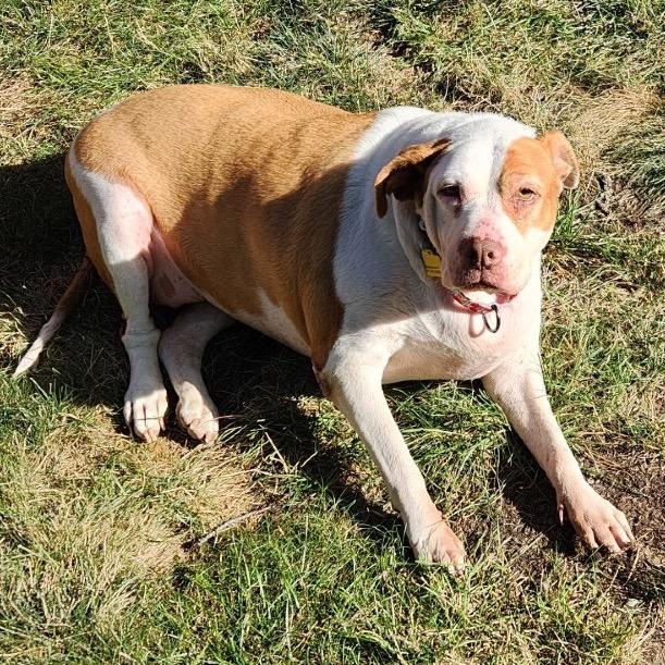 Enlarge Olympia "Olivia", a Adoptable mixed breed in Avon, OH image 1/4