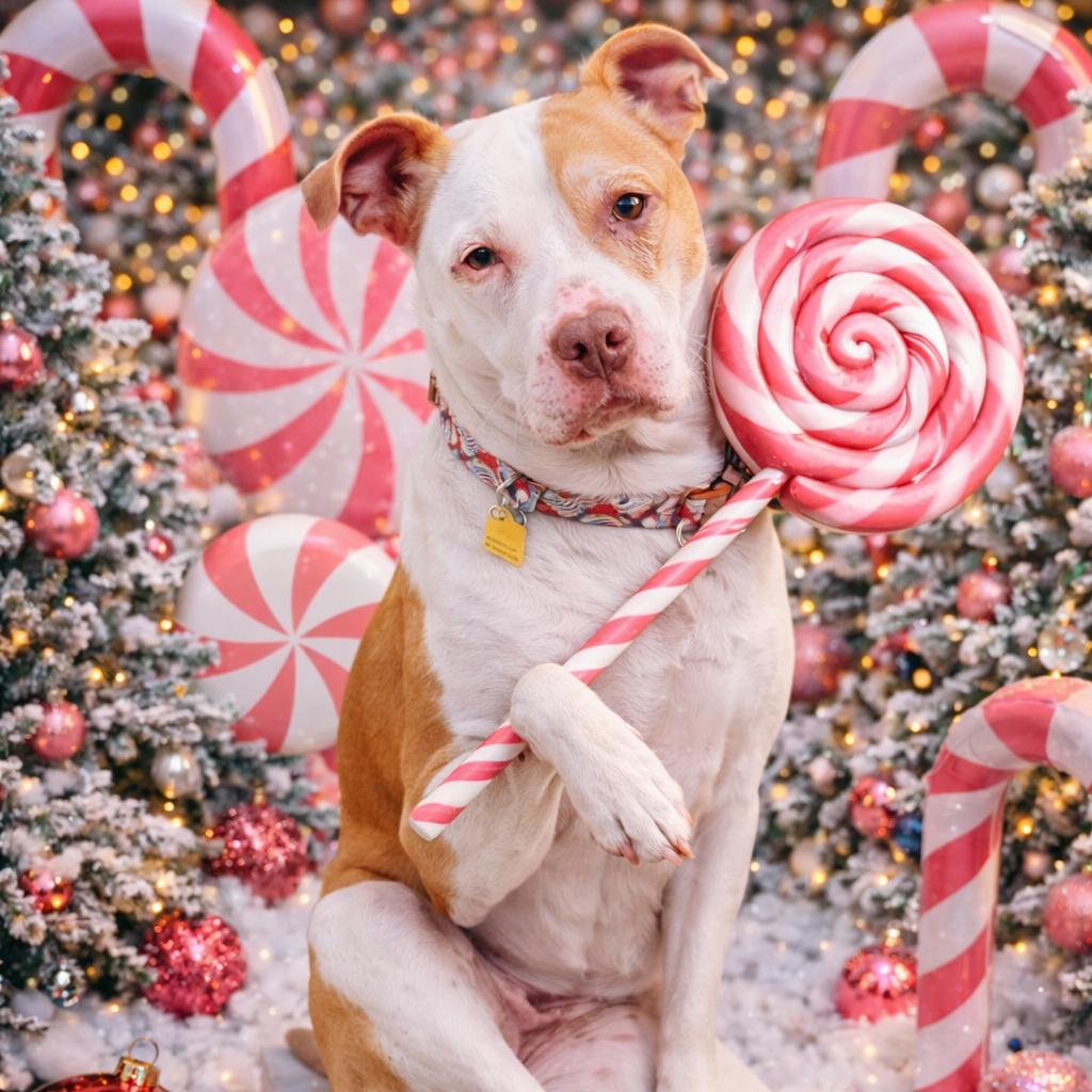 Enlarge Olympia "Olivia", a Adoptable mixed breed in Avon, OH image 2/4