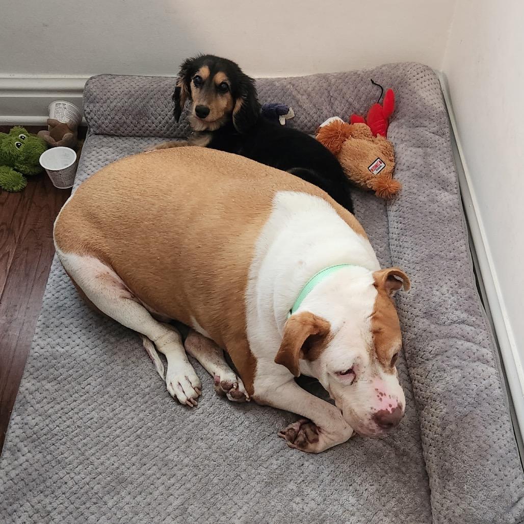 Enlarge Olympia "Olivia", a Adoptable mixed breed in Avon, OH image 3/4