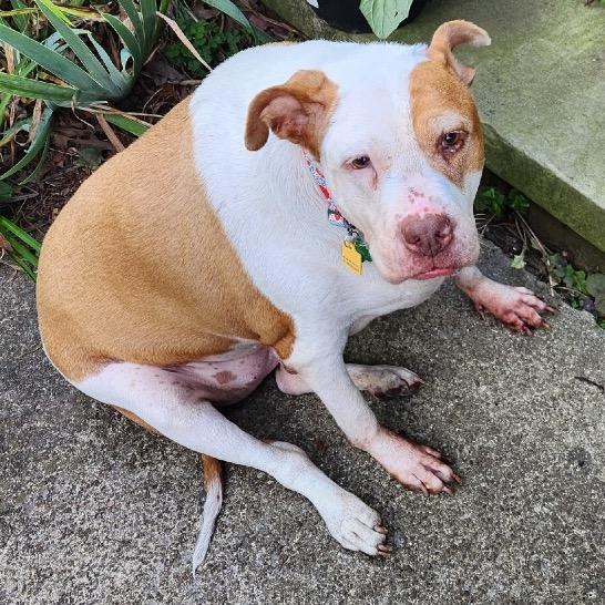 Enlarge Olympia "Olivia", a Adoptable mixed breed in Avon, OH image 4/4