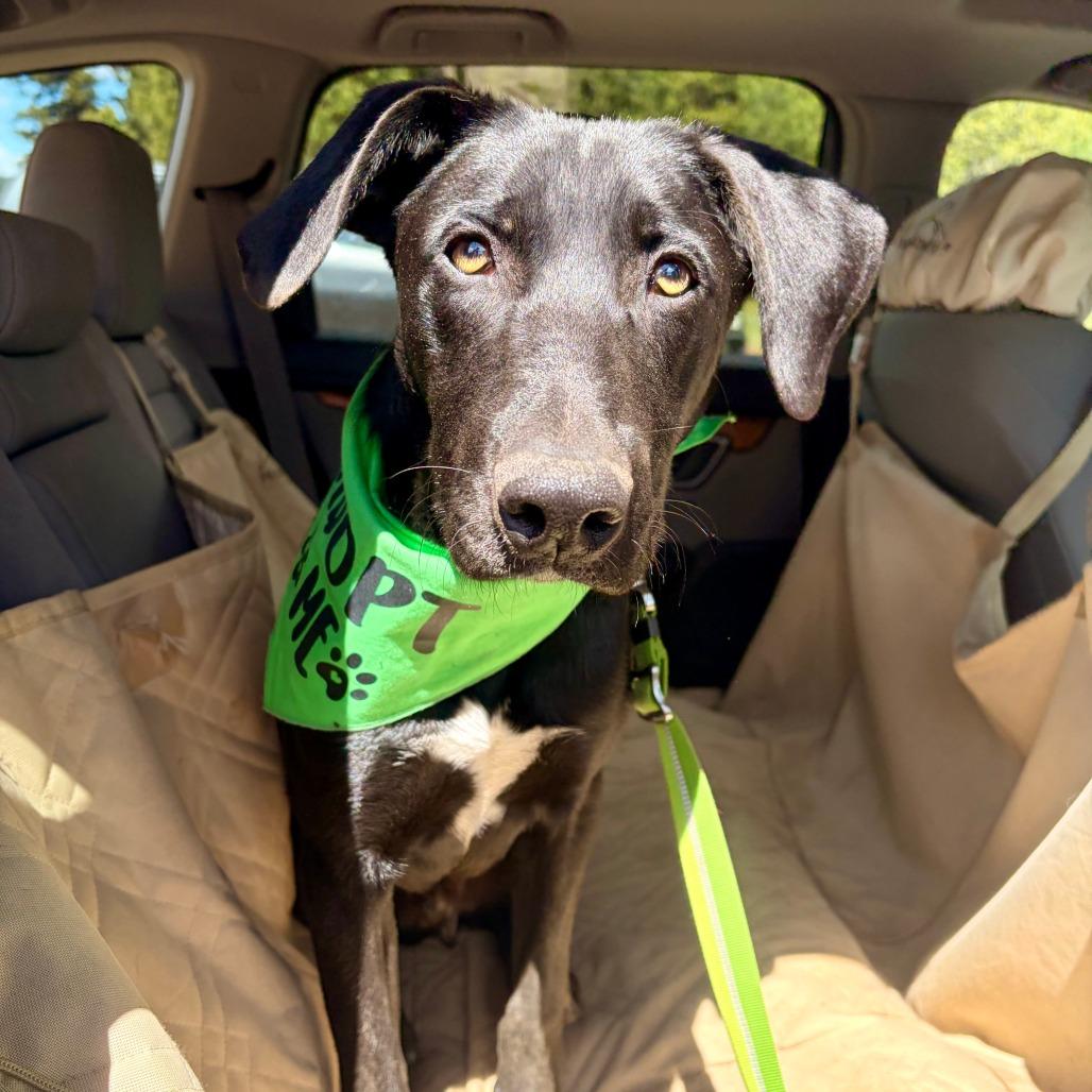 Squirtle, Adoptable, Young Male Mixed Breed.