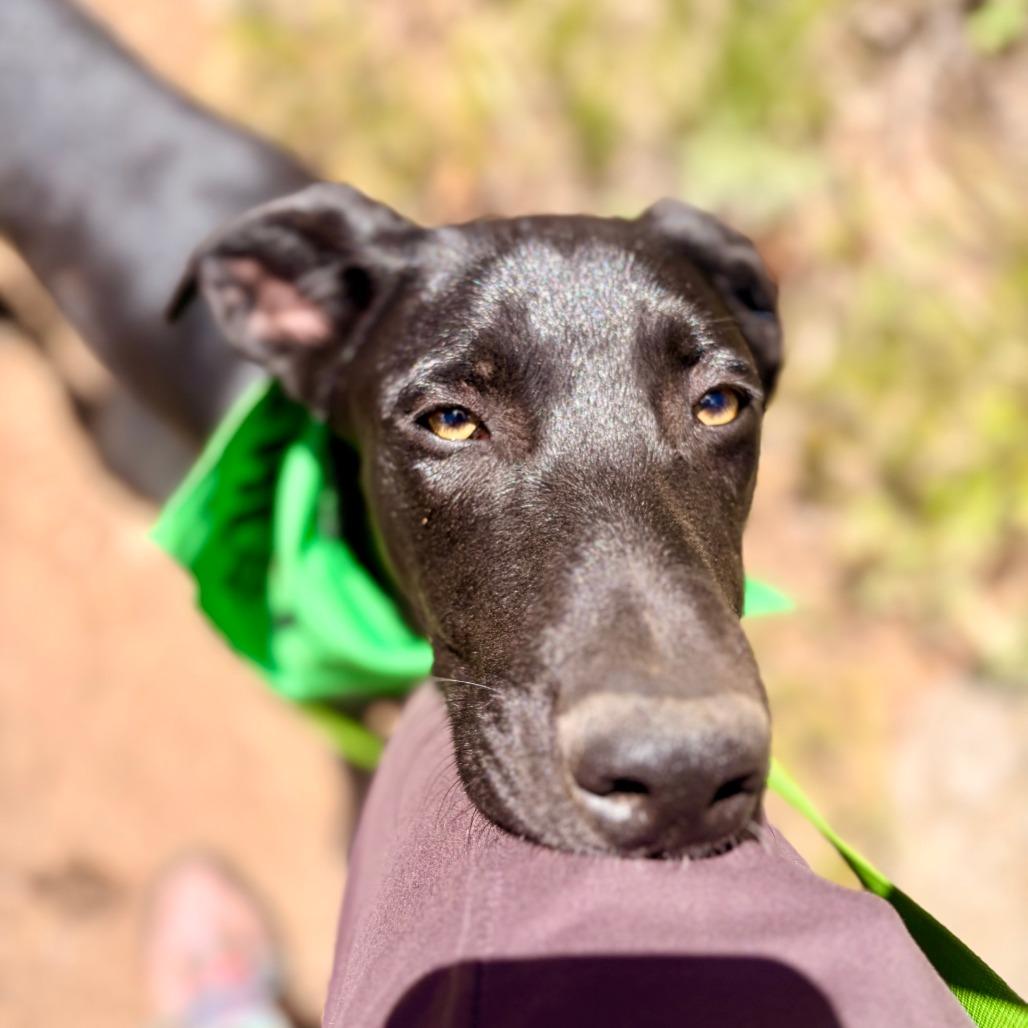 Squirtle, a Adoptable Mixed Breed in Hailey, ID image 2/6